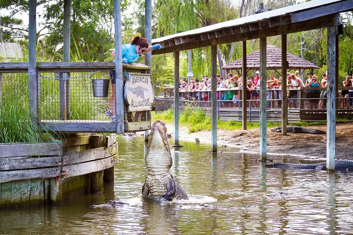 An action-oriented shot featuring a person leaning over a railing, closely observing an alligator in the water below. A crowd of spectators is gathered, emphasizing excitement and adventure. The scene captures the thrill of encountering local wildlife, fostering a sense of exploration and engagement with the area’s unique attractions.